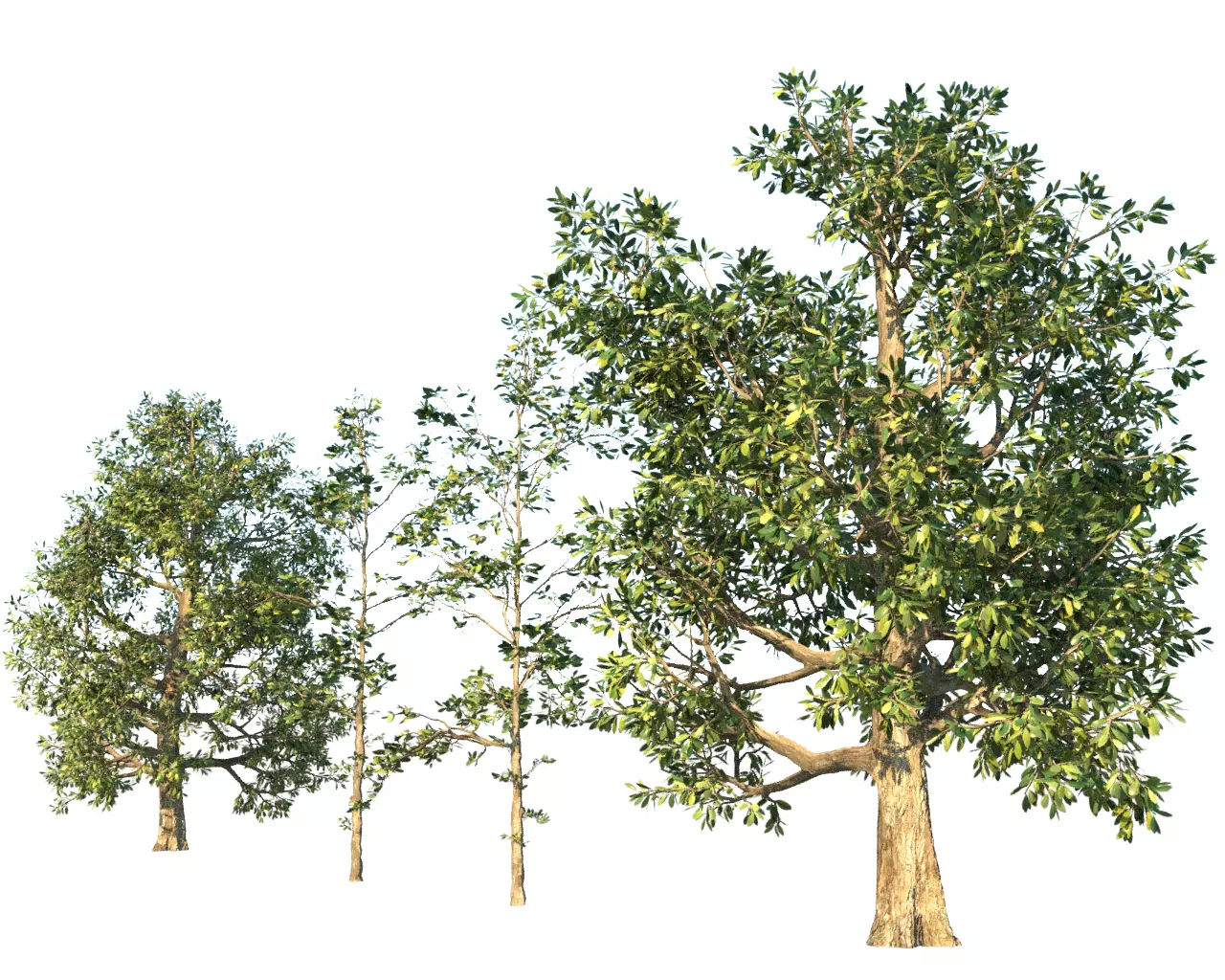 Trees Pack 3D model_0
