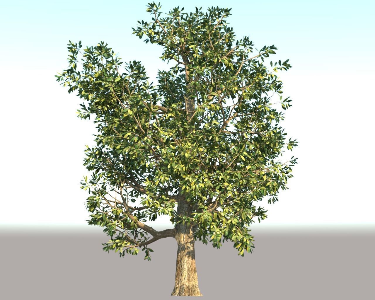 Trees Pack 3D model_5