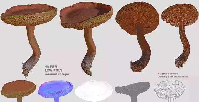 Suillus bovinus aka Jersey cow mushroom Low-poly 3D model