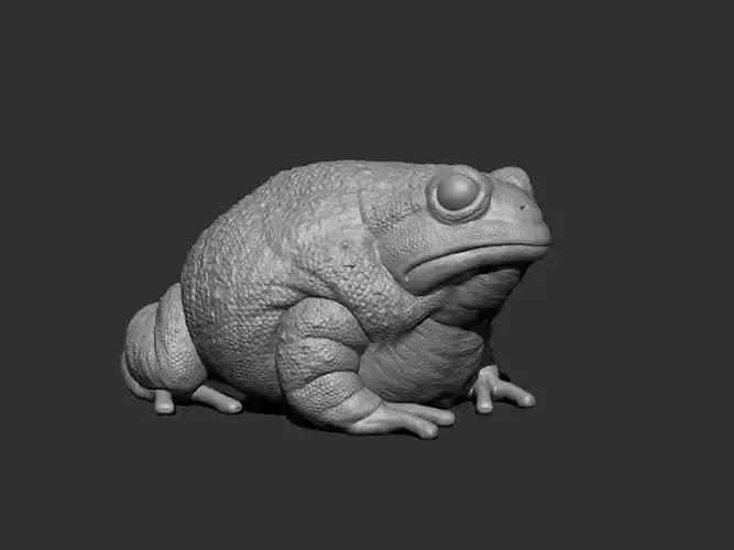 3D Anaxyrus for Printing 3D print model