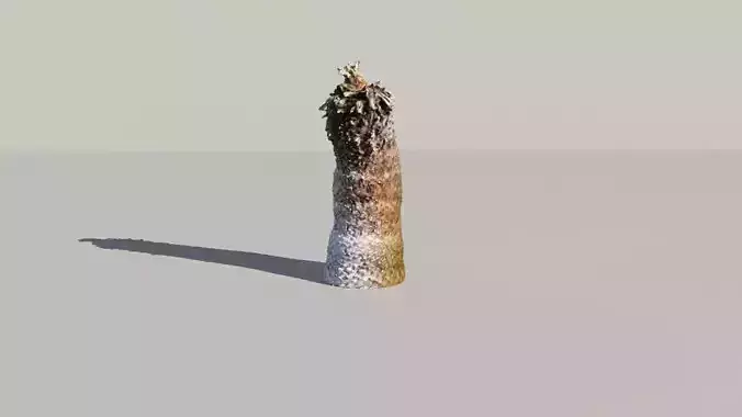 Cycad Stump Scanned 3D Model