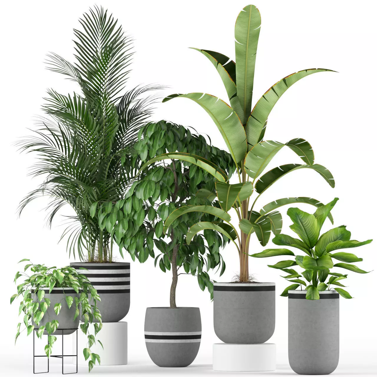 Plants collection 212 3D model