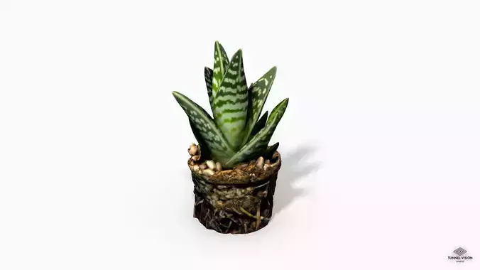 Gasteria Cactus Plant - Photoscanned PBR