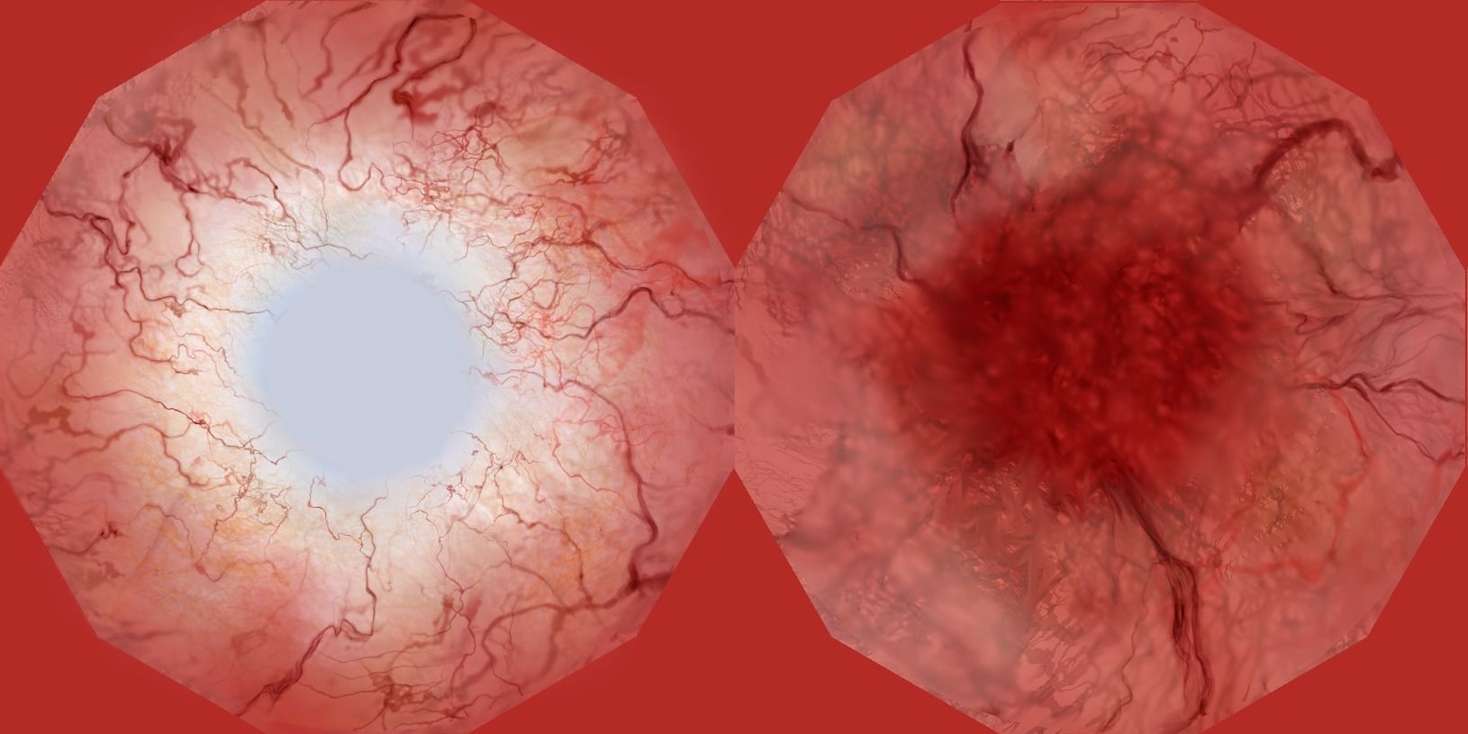 the eyes human eye Free 3D model_6