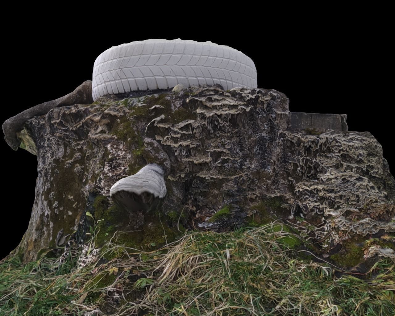 Walnut stump scanned 3D model  3D model_4