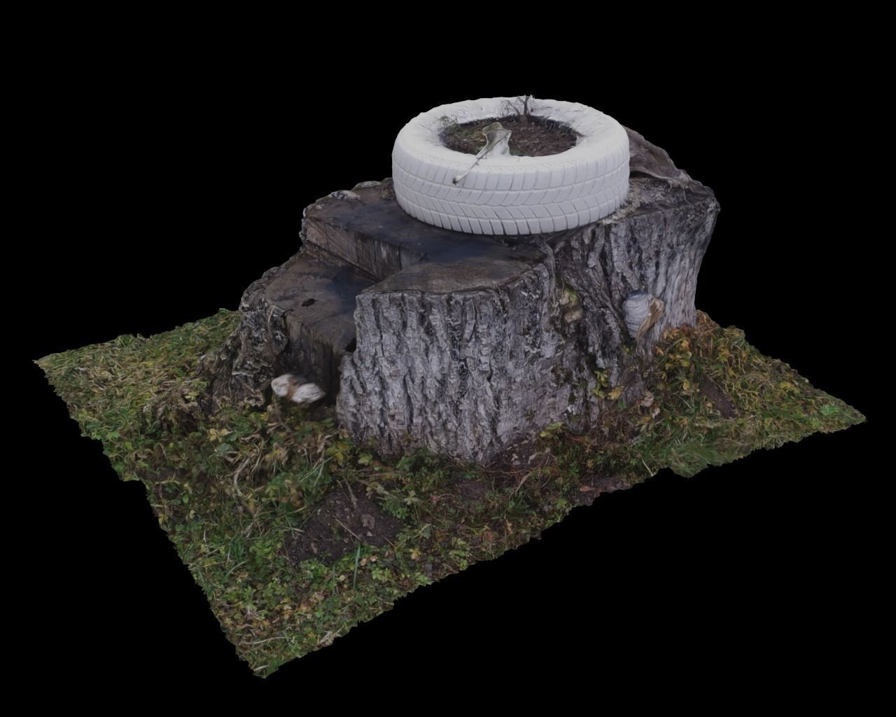 Walnut stump scanned 3D model  3D model_1