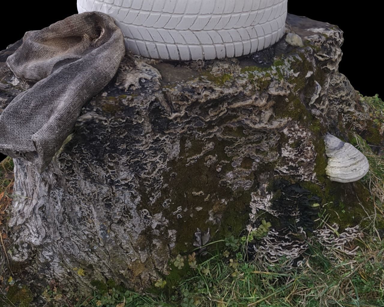 Walnut stump scanned 3D model  3D model_2