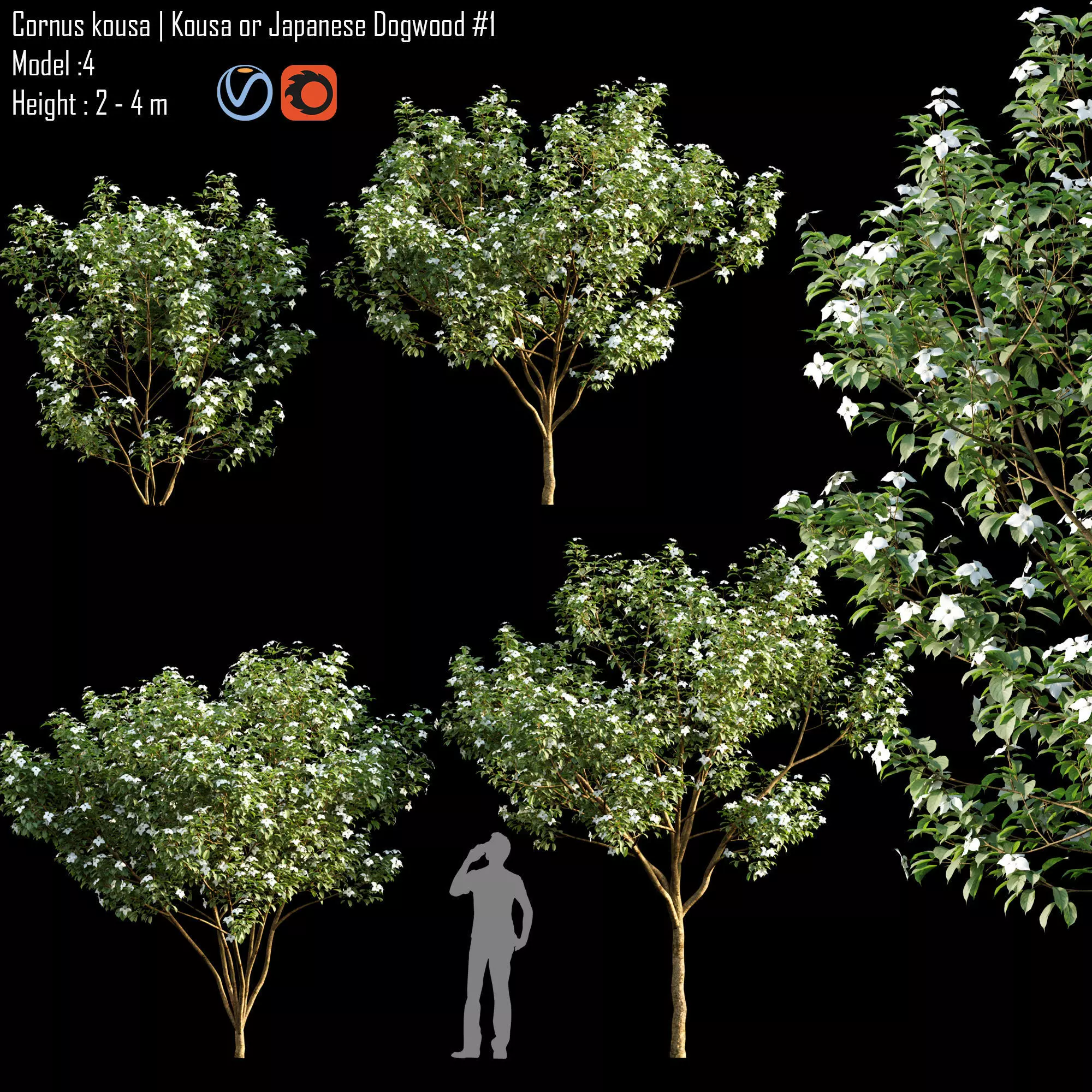 Cornus kousa 01 3D model