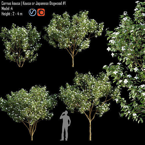 Cornus kousa 01 3D model