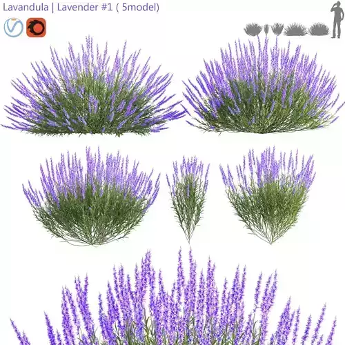 Lavandula  Lavender 