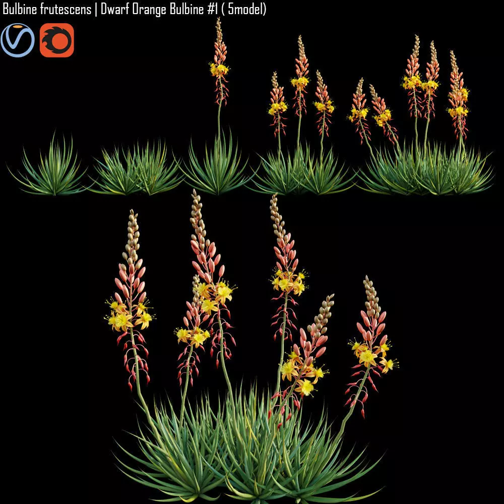 Bulbine frutescens  Dwarf Orange Bulbine 3D model_0