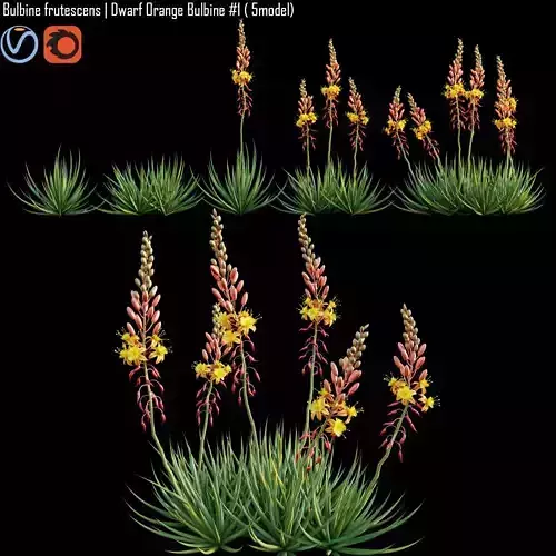 Bulbine frutescens  Dwarf Orange Bulbine 3D model