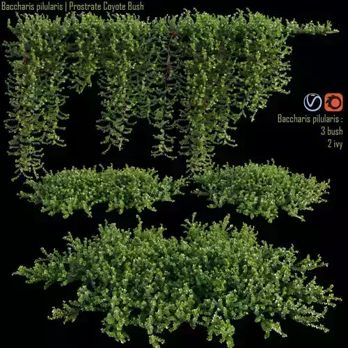 Baccharis pilularis  Prostrate Coyote Bush 3D model