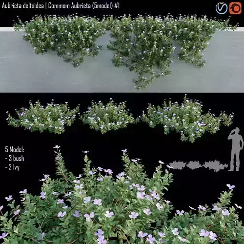 Aubrieta deltoidea  Commom Aubrieta