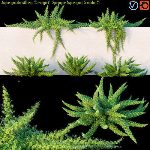 Asparagus densiflorus  Sprenger asparagus 3D model