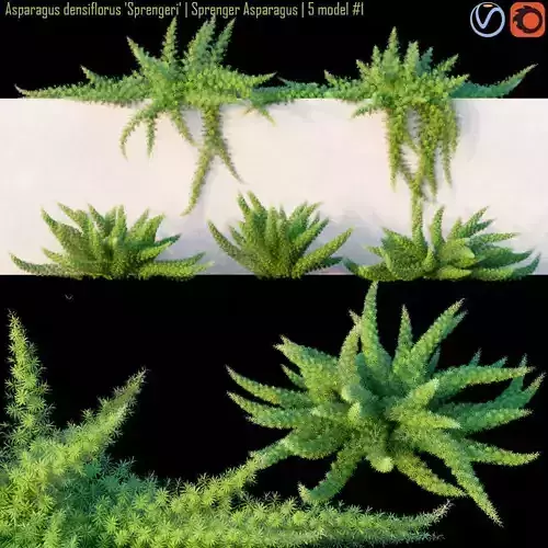 Asparagus densiflorus  Sprenger asparagus 3D model