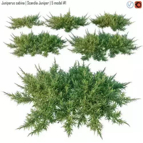 Juniperus sabina  Scandia juniper 3D model