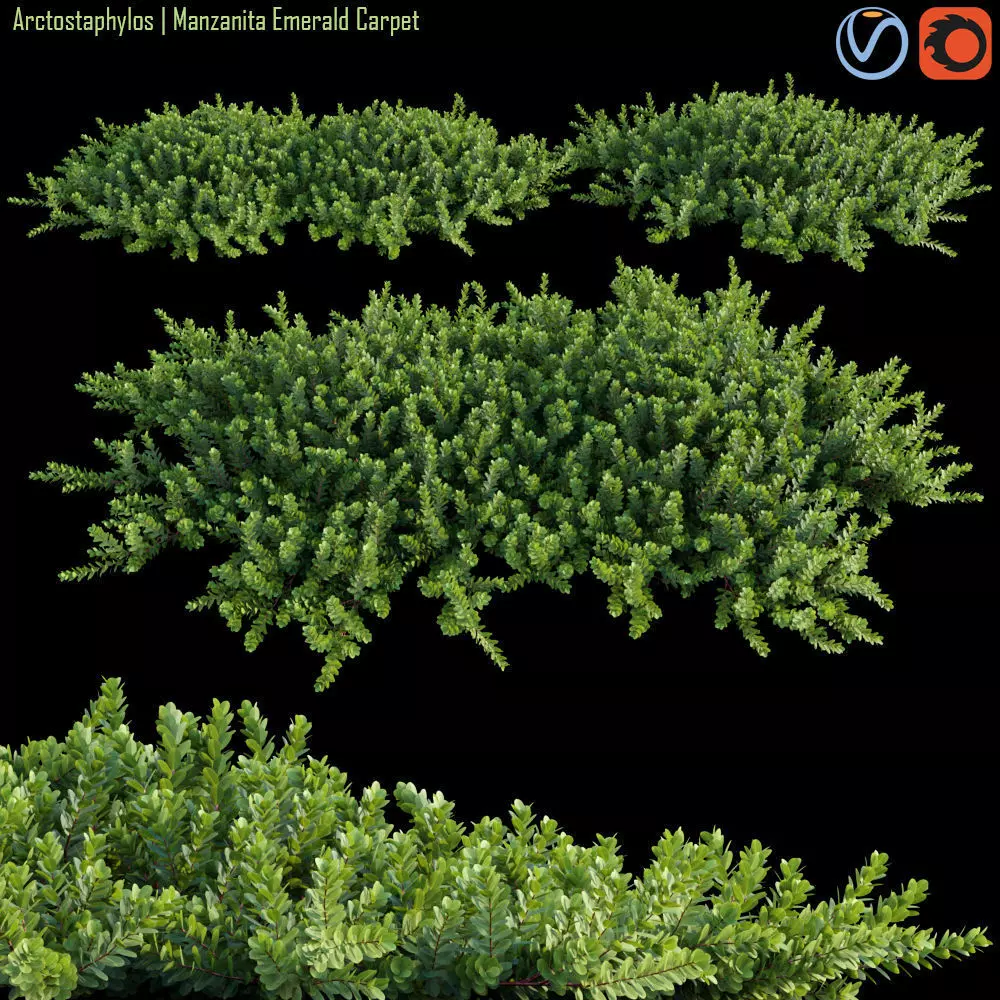 Arctostaphylos  Manzanita Emerald Carpet 01 3D model_0