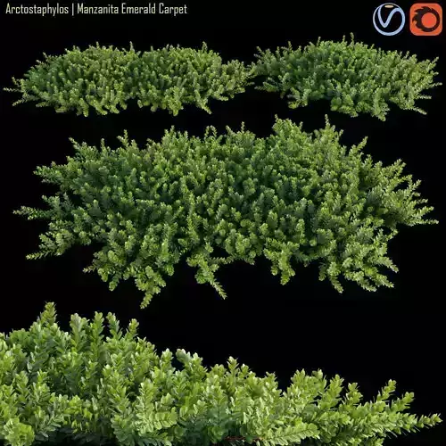 Arctostaphylos  Manzanita Emerald Carpet 01 3D model