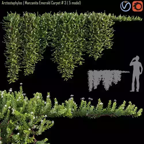 Arctostaphylos  Manzanita Emerald Carpet 03