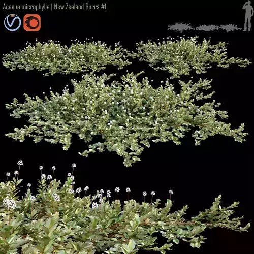 Acaena microphylla  New Zealand Burrs 01 3D model