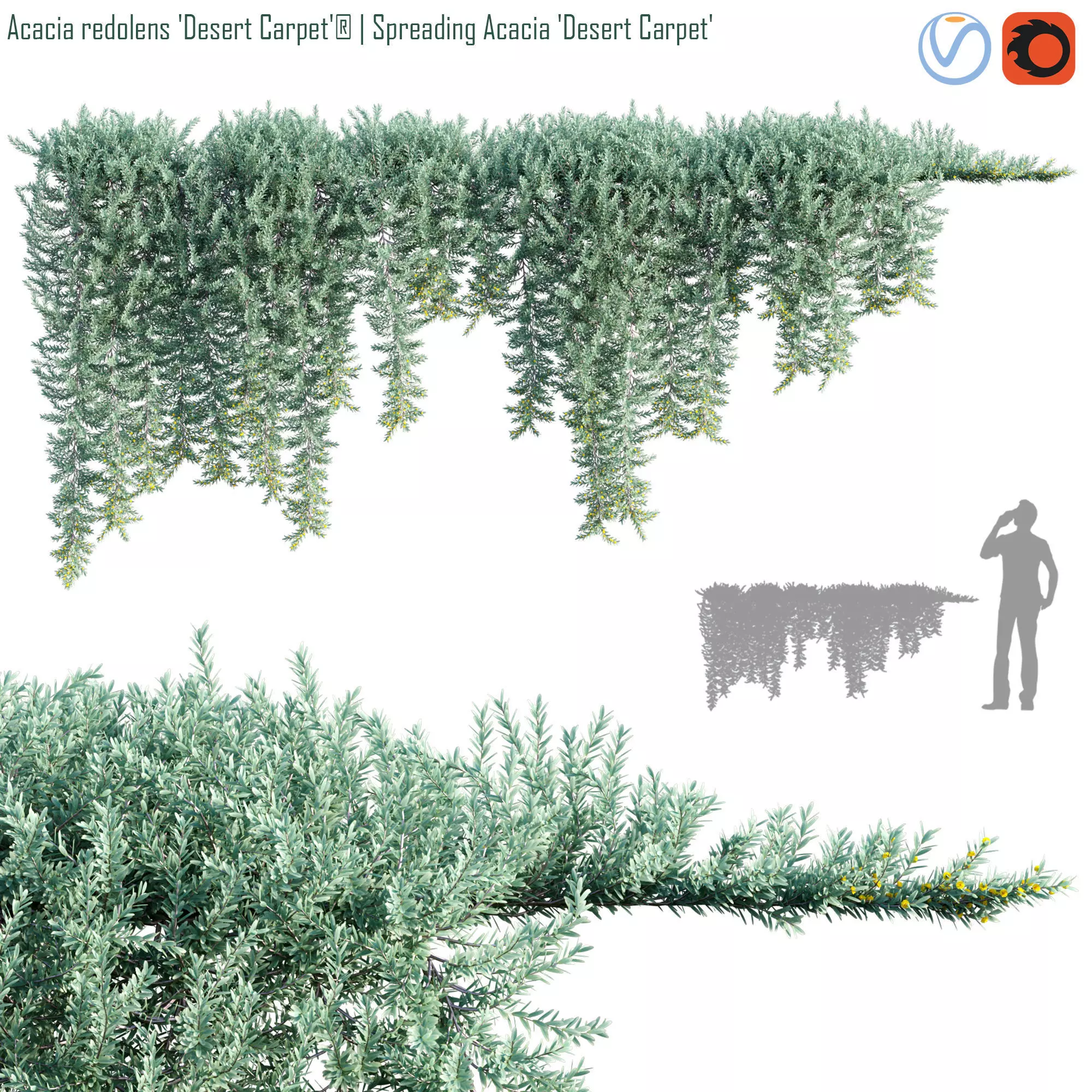 Acacia redolens Desert Carpet  Spreading Acacia Desert Carpet 01 3D model_0