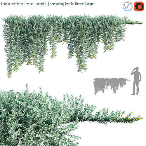 Acacia redolens Desert Carpet  Spreading Acacia Desert Carpet 01 3D model