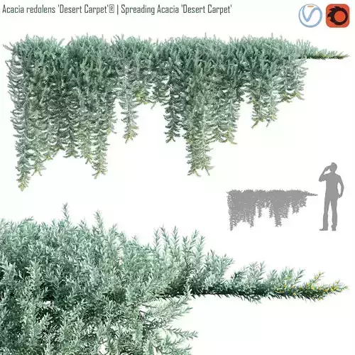 Acacia redolens Desert Carpet  Spreading Acacia Desert Carpet 01 3D model