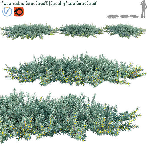 Acacia redolens Desert Carpet  Spreading Acacia Desert Carpet 02 3D model