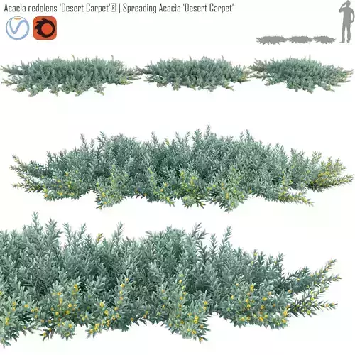Acacia redolens Desert Carpet  Spreading Acacia Desert Carpet 02 3D model