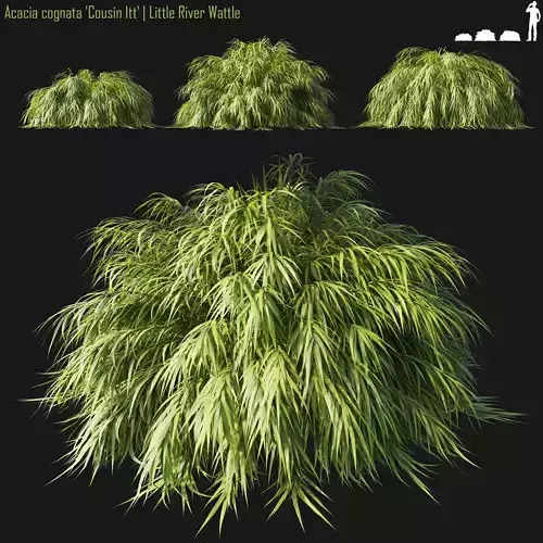Acacia cognata Cousin Itt  Little River Wattle 3D model