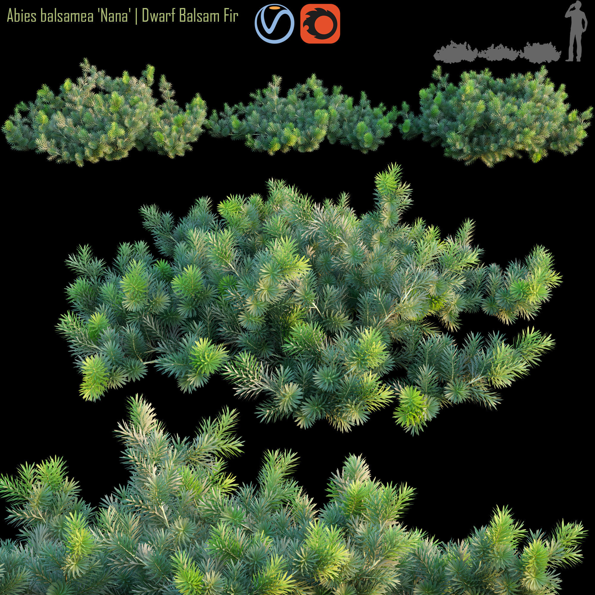 3D model Abies balsamea Dwarf balsam fir CGTrader