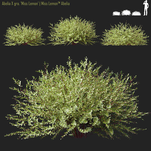 Abelia X gra Miss Lemon  Miss lemon abelia 3D model
