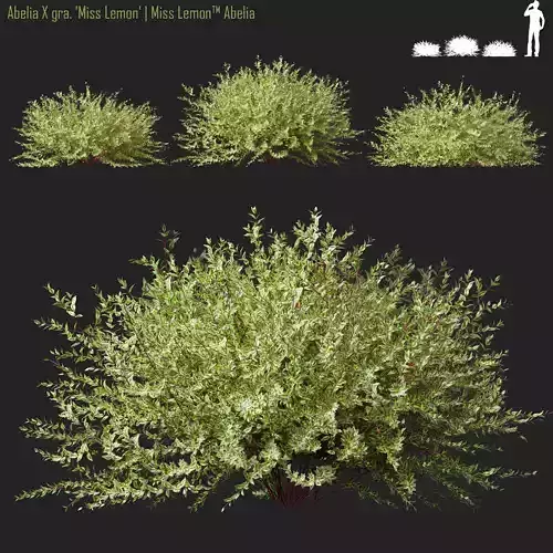 Abelia X gra Miss Lemon  Miss lemon abelia