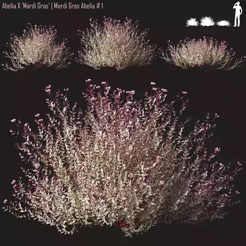 Abelia X Mardi Gras  Mardi Gras Abelia 3D model