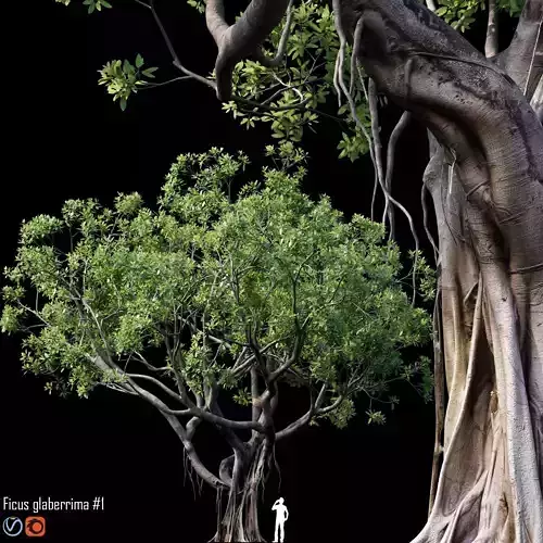 Ficus banyan tree 3D model