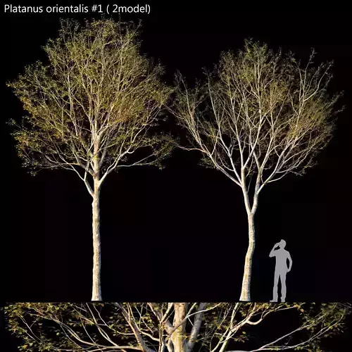 Platanus orientalis -Platanus acerifolia 01