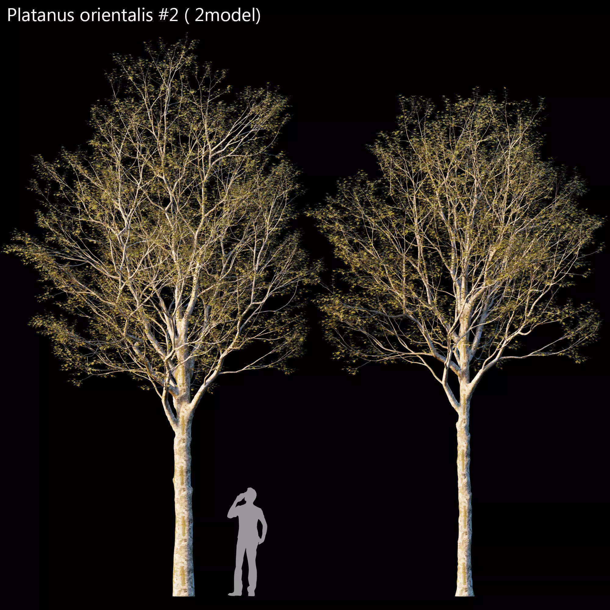 Platanus orientalis -Platanus acerifolia  2 3D model_0