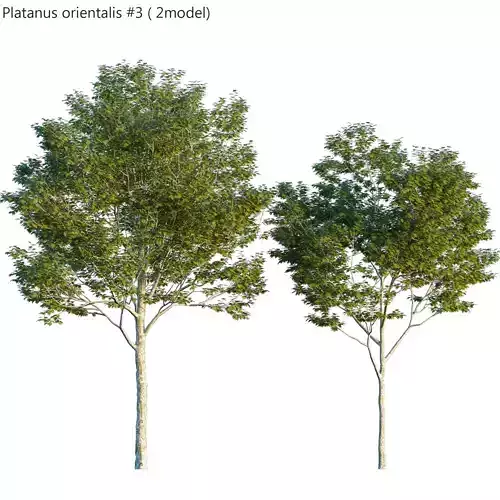 Platanus orientalis -Platanus acerifolia 03 3D model