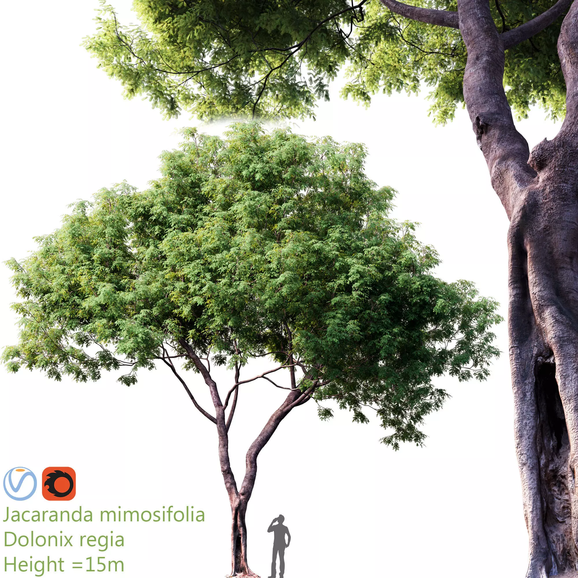 Jacaranda mimosifolia - Dolonix regia 01 3D model