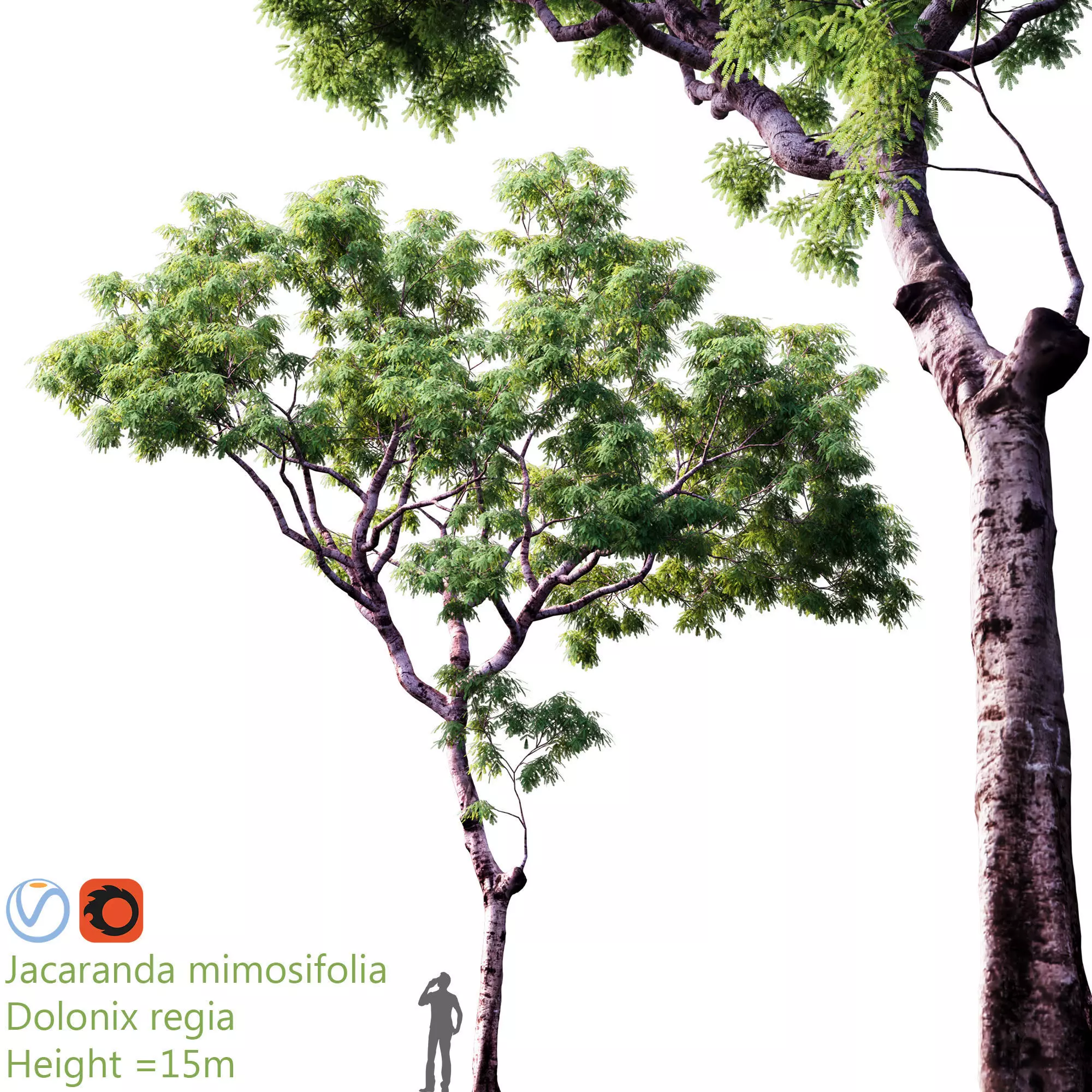 jacaranda mimosifolia - Dolonix regia 2 3D model_0