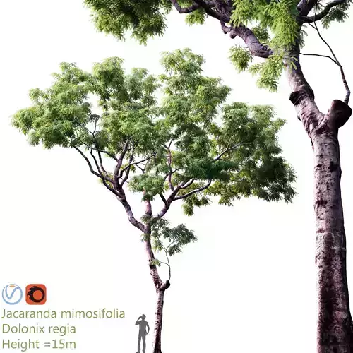 jacaranda mimosifolia - Dolonix regia 2