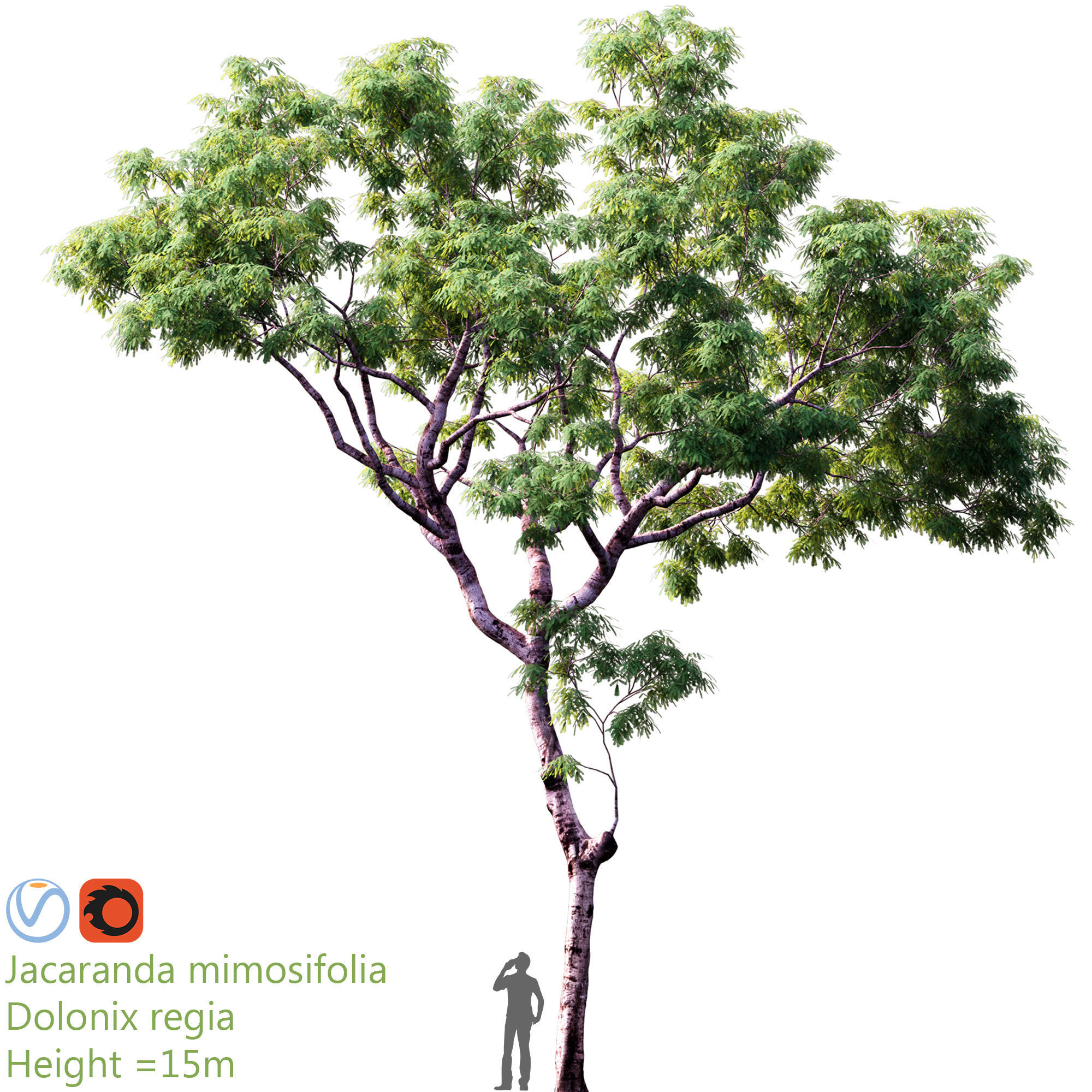 jacaranda mimosifolia - Dolonix regia 2 3D model_1