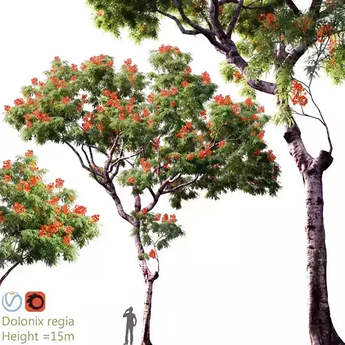 Jacaranda mimosifolia - Dolonix regia 03