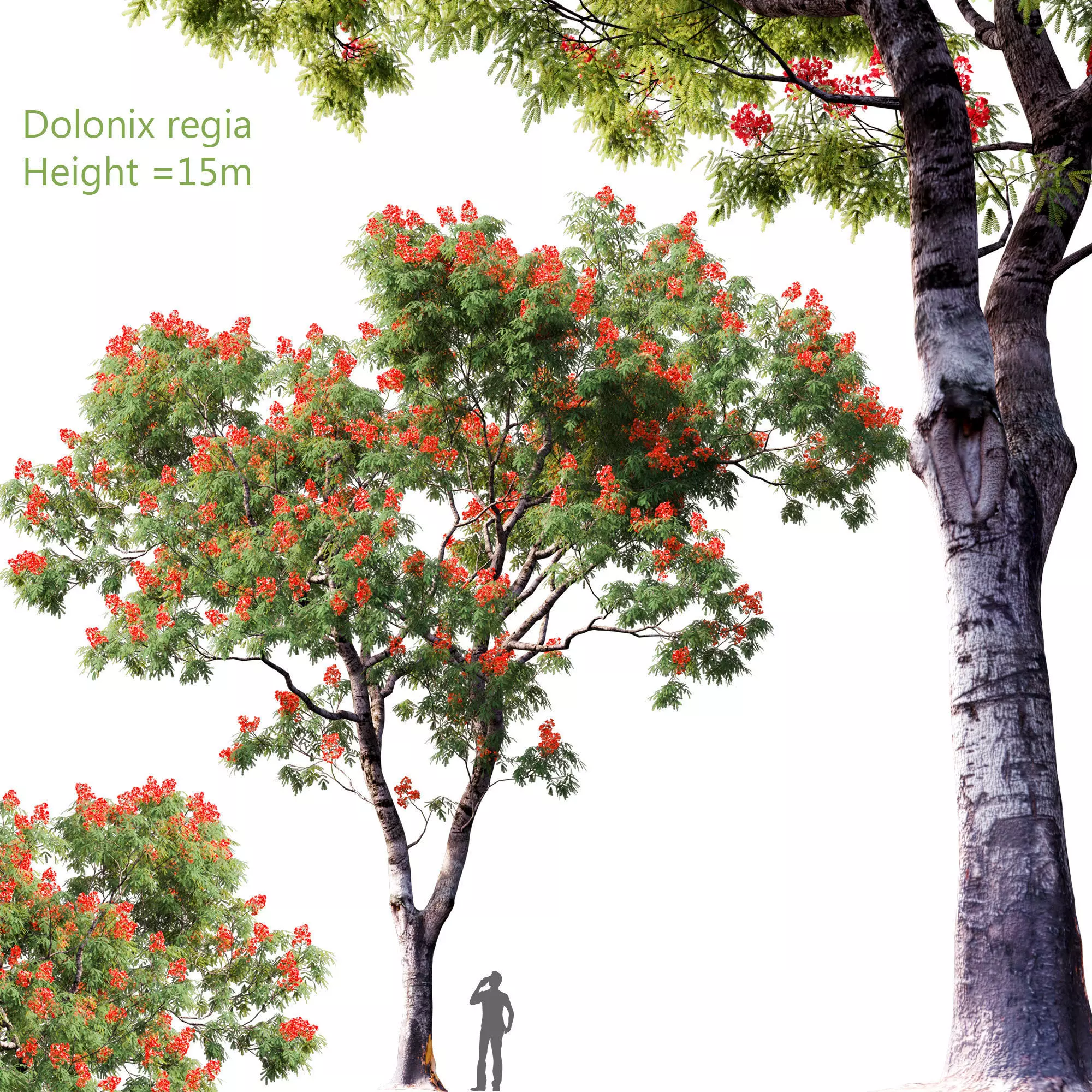 Jacaranda mimosifolia - Dolonix regia 4 3D model_0