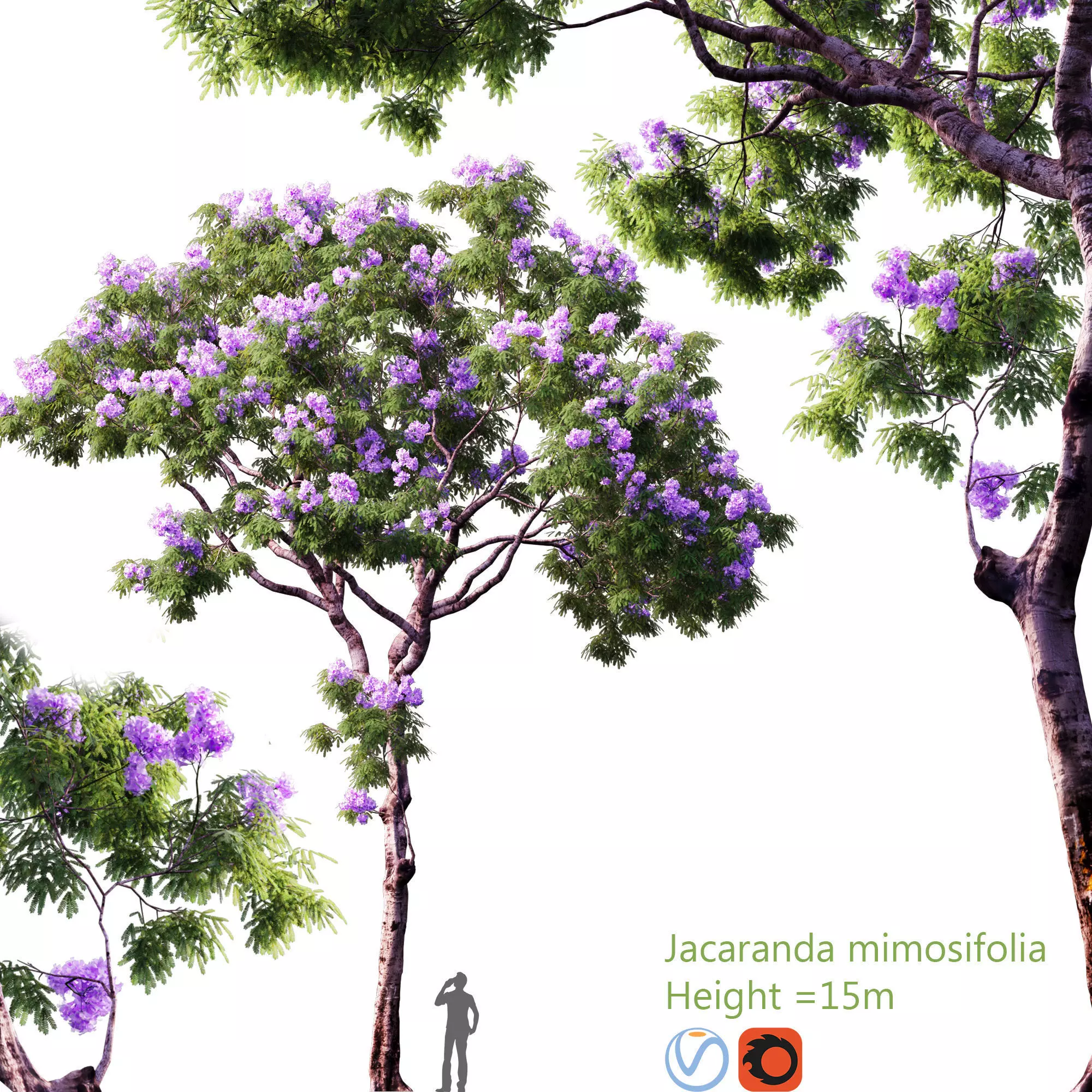 jacaranda mimosifolia 01 3D model_0