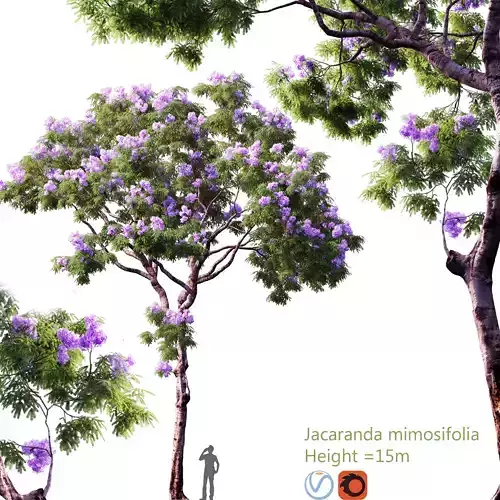 jacaranda mimosifolia 01 3D model