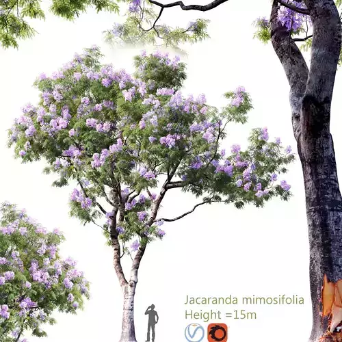 Jacaranda mimosifolia 02