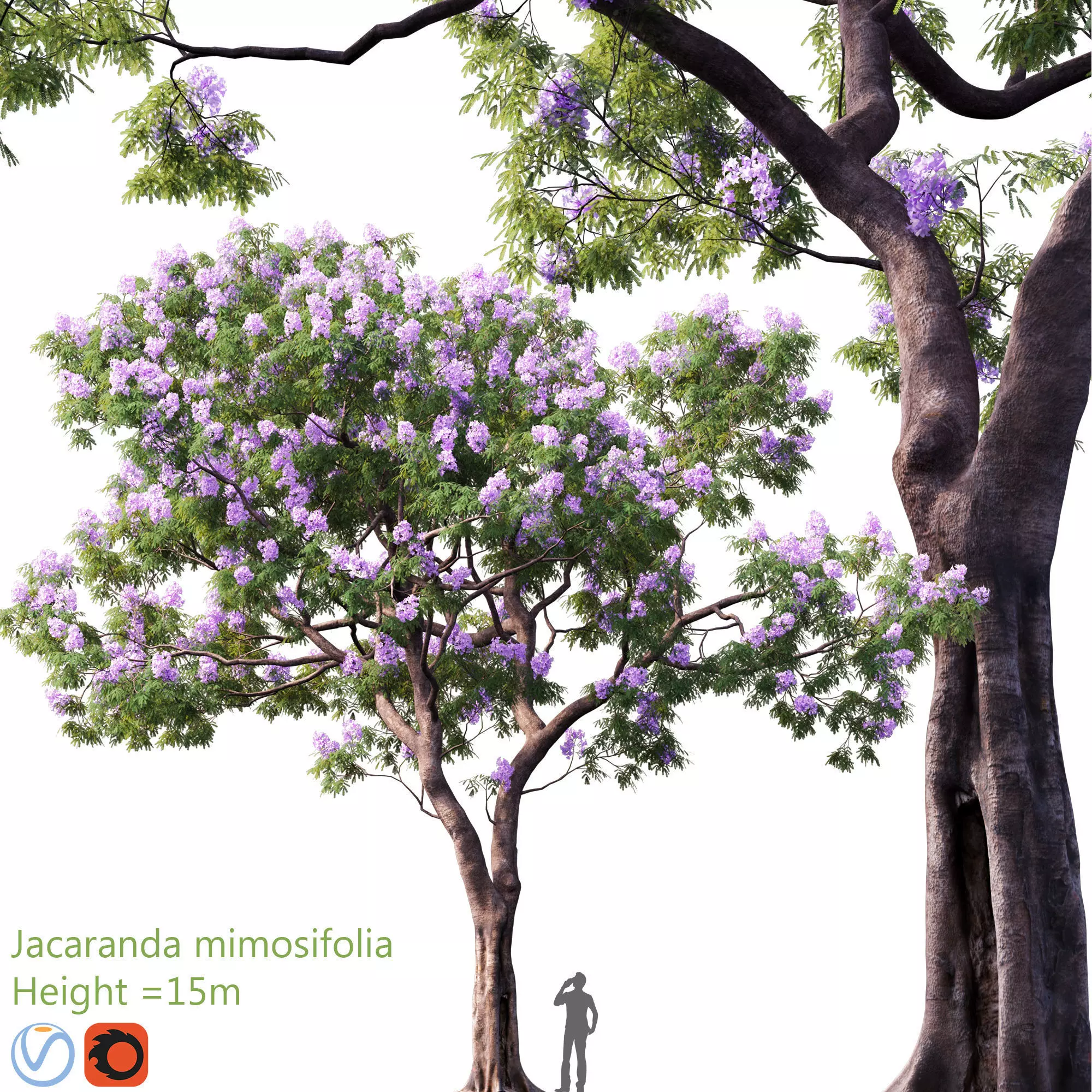 Jacaranda mimosifolia 03 3D model_0