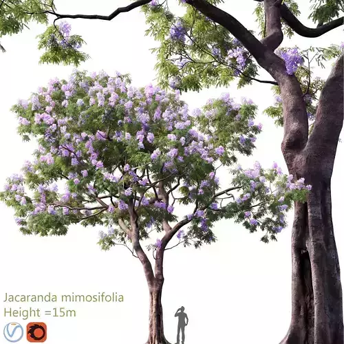 Jacaranda mimosifolia 03